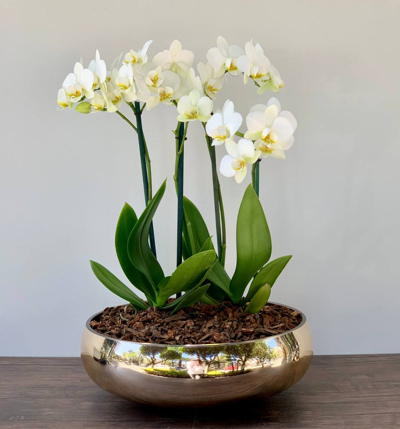 Orquídea Medelline
