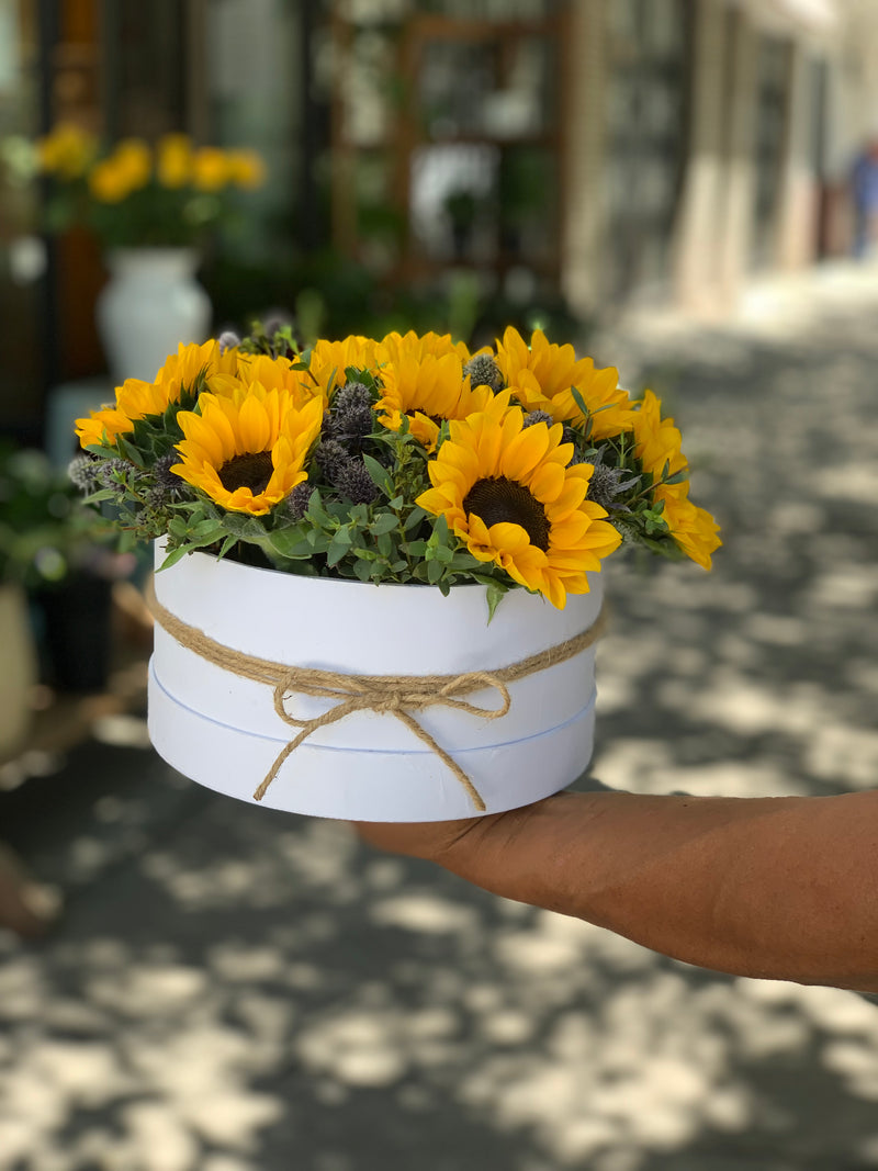 Solecitos