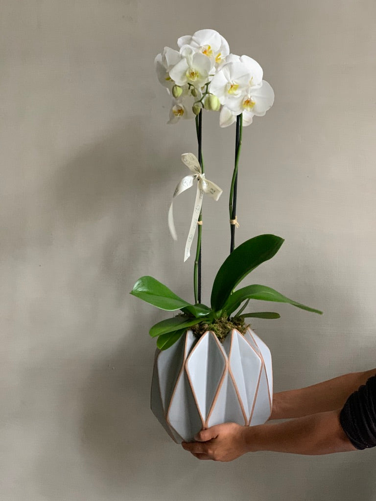 Orquídea Greg