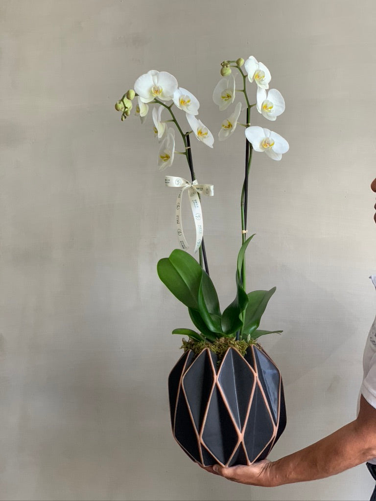 Orquídea Greg