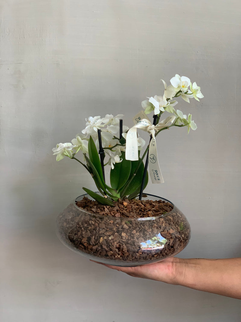 Dos mini orquídea Base de vidrio