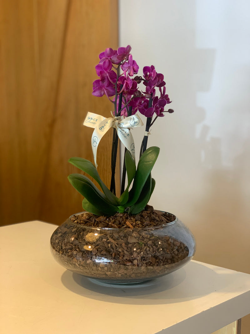 Dos mini orquídea Base de vidrio