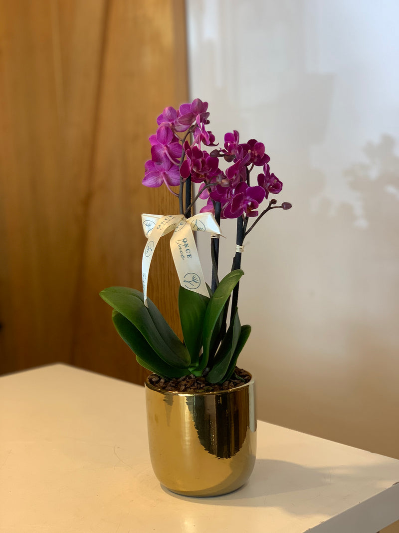 Mini Orquídea en Base Dorada