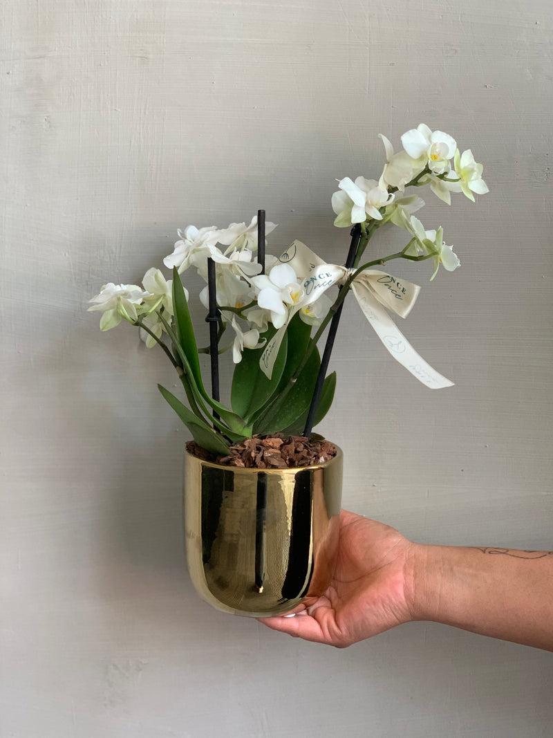 Mini Orquídea en Base Dorada