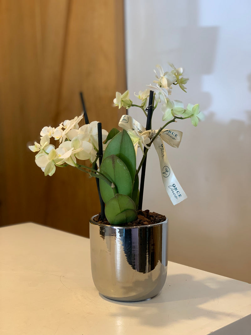 Mini Orquídea en Base Plateada