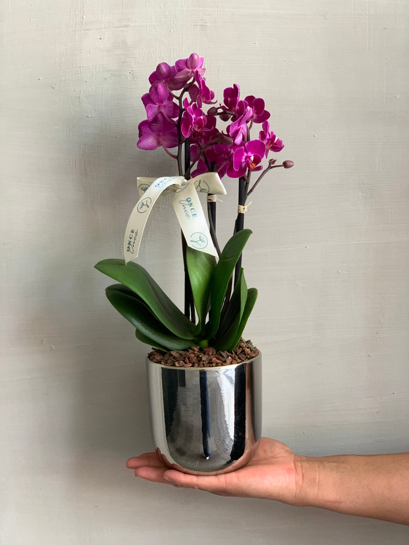 Mini Orquídea en Base Plateada