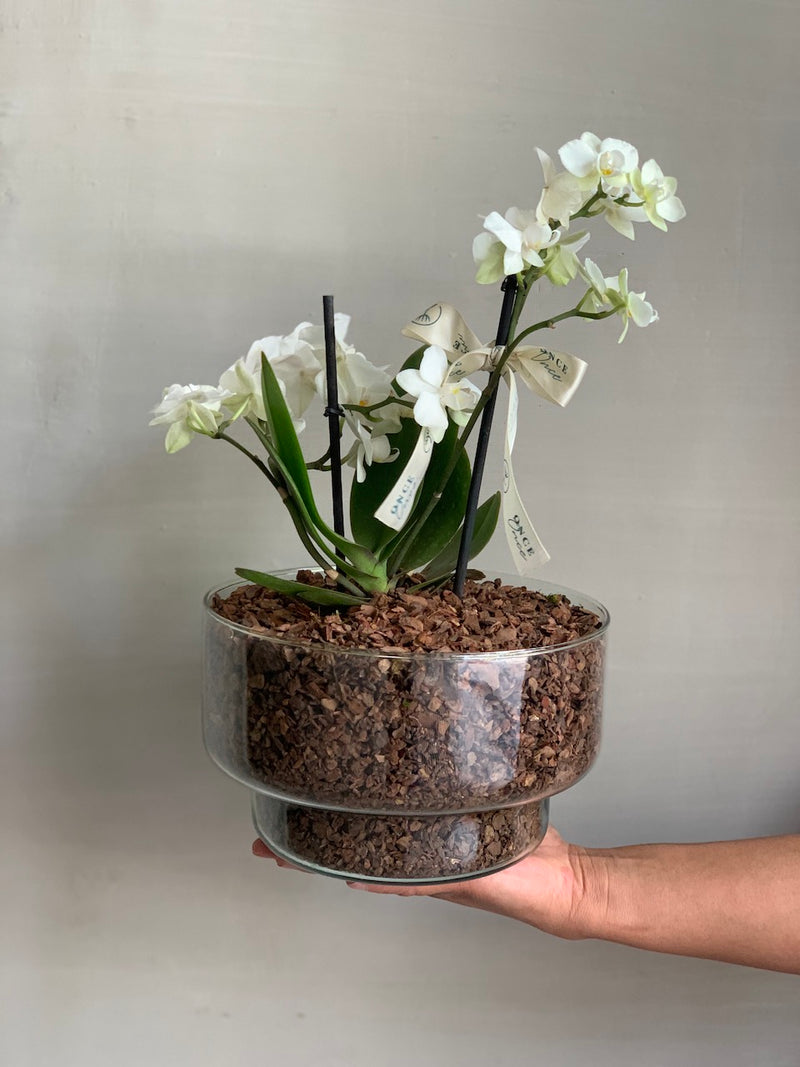 Multi Orquídea Harmonia