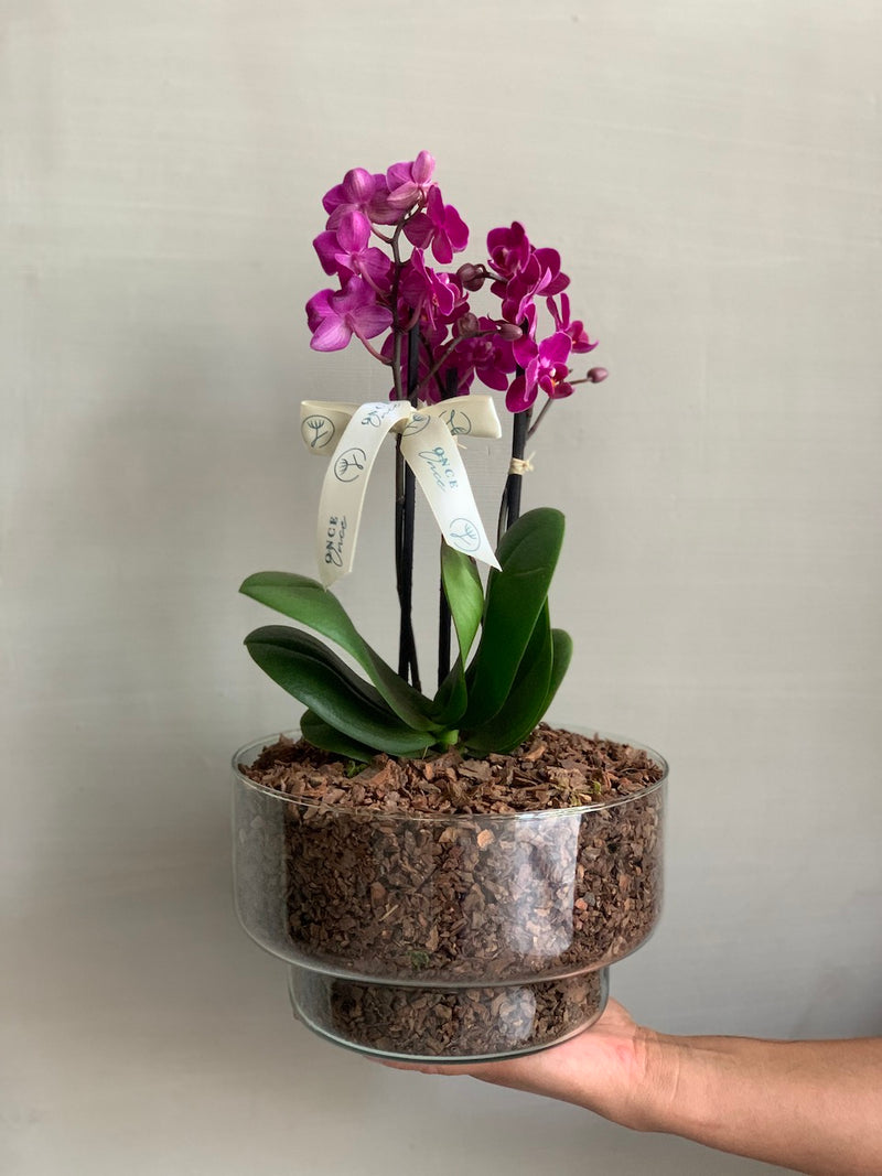 Multi Orquídea Harmonia