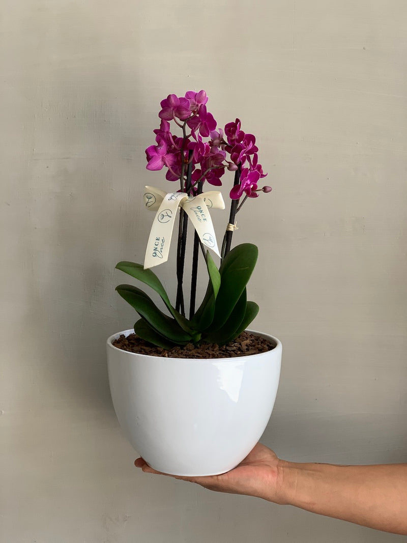 Orquídea Camila