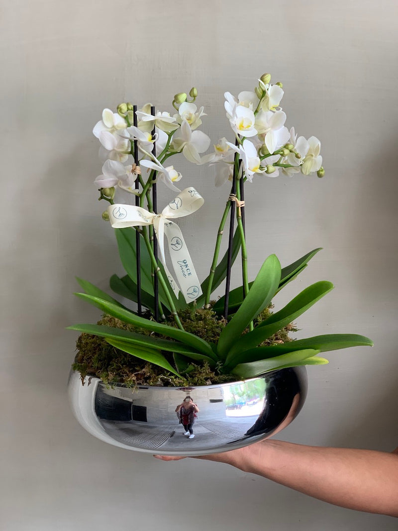 Orquídea Medelline