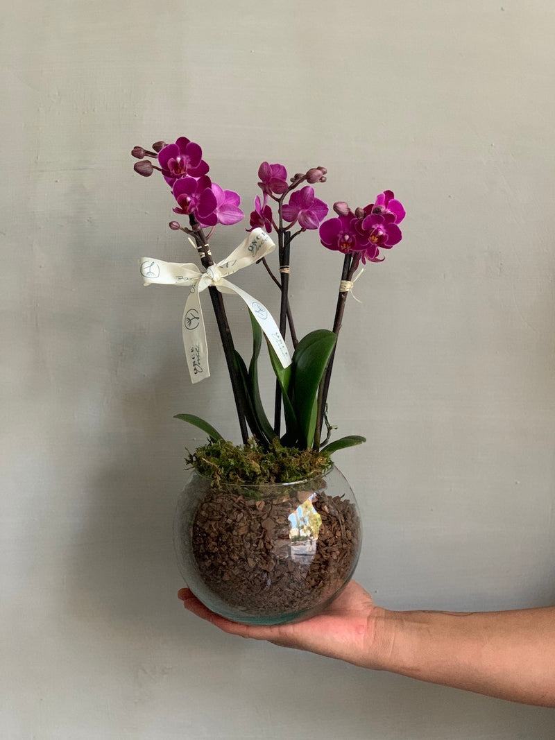 Mini orquídea Lucía