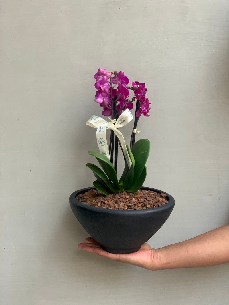 Mini orquídea Aide