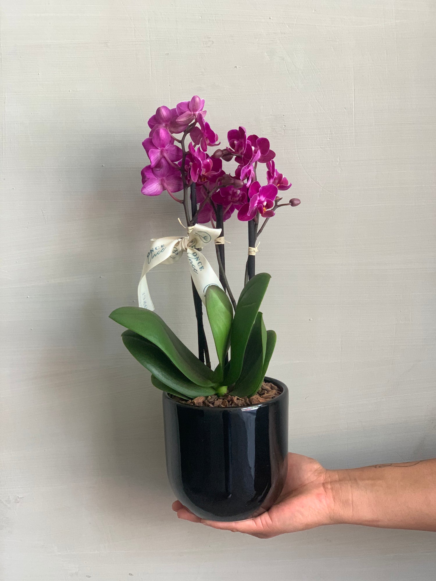 Mini Orquídea