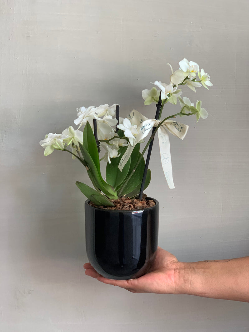 Mini Orquídea