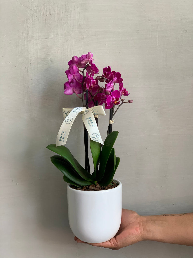 Mini Orquídea