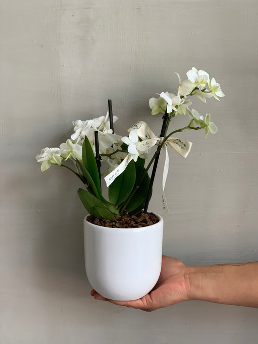 Mini Orquídea