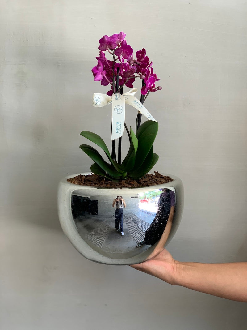 Mini Orquídea en Tazón