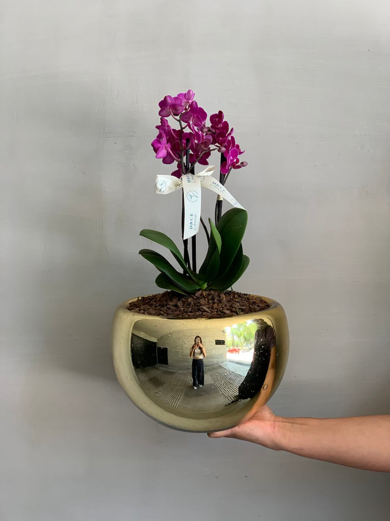 Mini Orquídea en Tazón