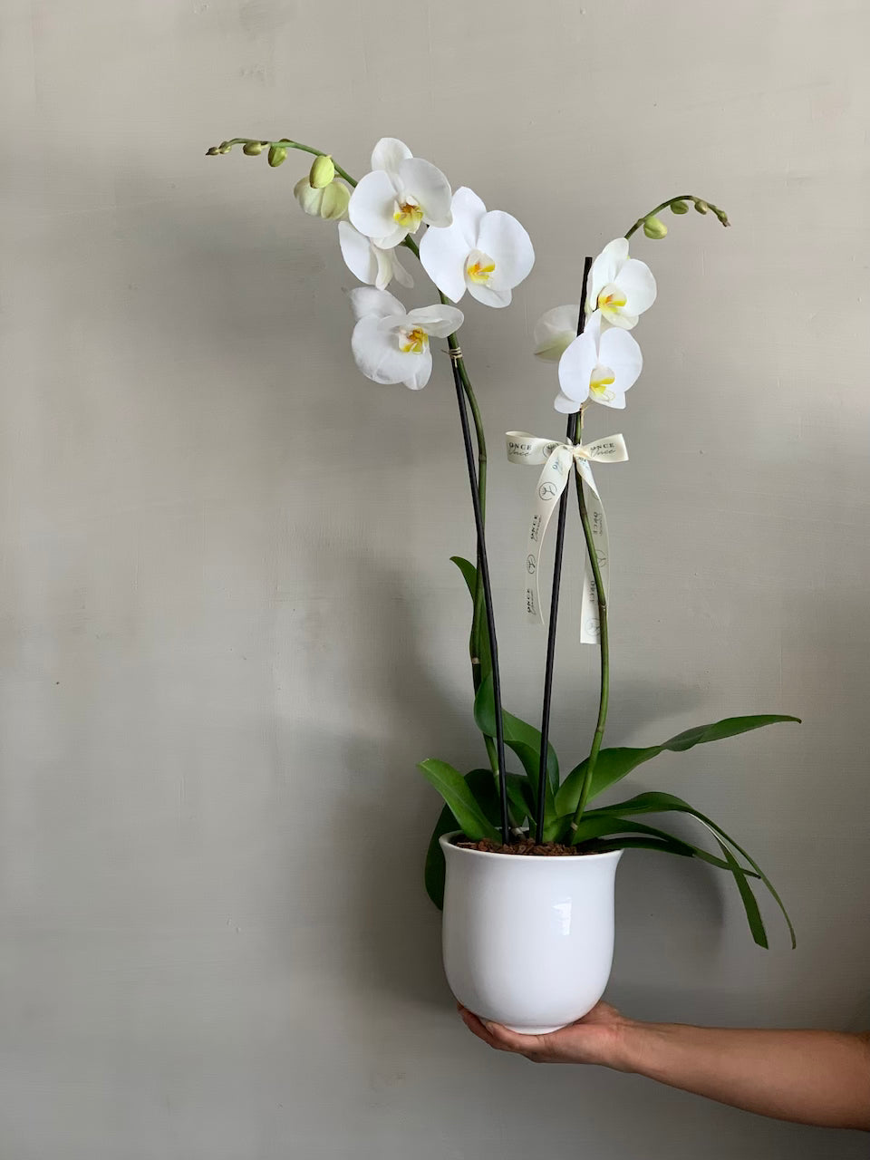 Orquídea en Base Blanca