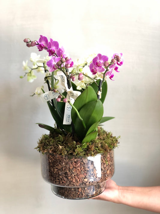 Dúo de mini orquídeas